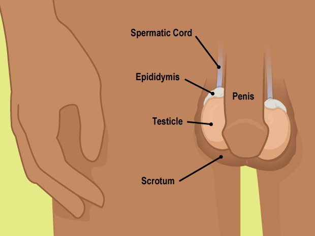 Choose the right time to do your exam. It's best to do it during or just after a hot shower or bath.

The scrotum (skin that covers the testicles) is most relaxed then, which makes it easier to feel the testicles for lumps.

Lumps may be as small as a piece of rice or a pea.