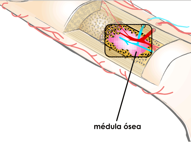 Médula ósea

La médula ósea blanda, que se encuentra dentro de muchos huesos, fabrica la mayor parte de los glóbulos rojos, los glóbulos blancos y las plaquetas.