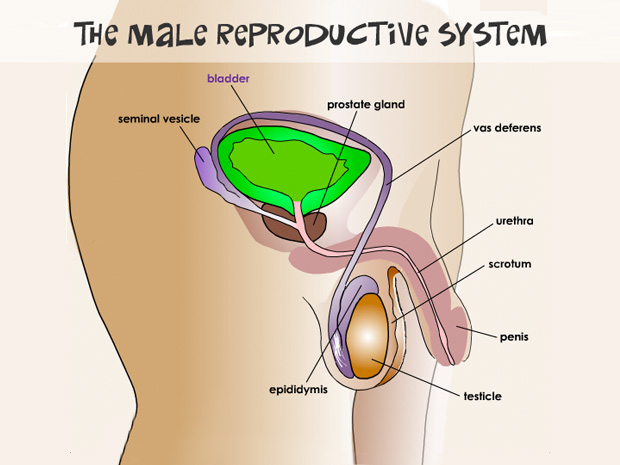Male reproductive system sperm