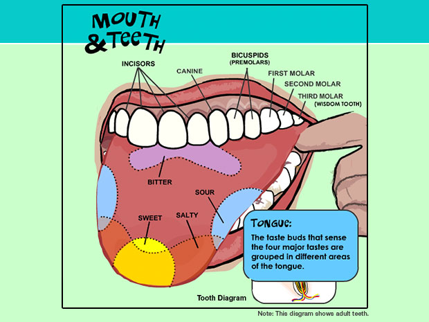 What are common problems that affect the roof of your mouth?