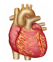 Your Heart & Circulatory System (for Kids) | Nemours KidsHealth