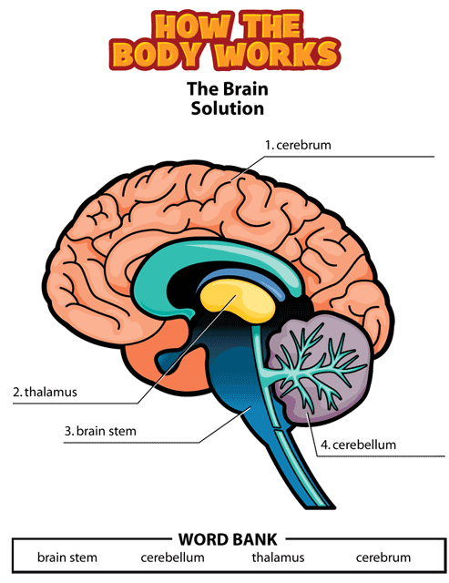 brain_activity solution gif. This page was designed to be printed. We are working on creating an accessible version.