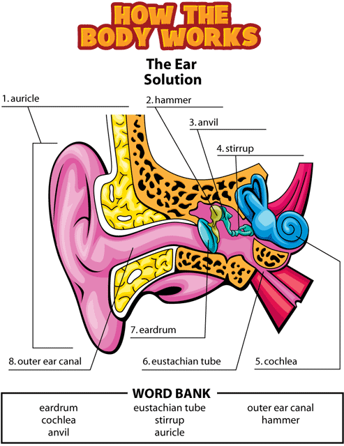 ear activity solution gif. This page was designed to be printed. We are working on creating an accessible version.
