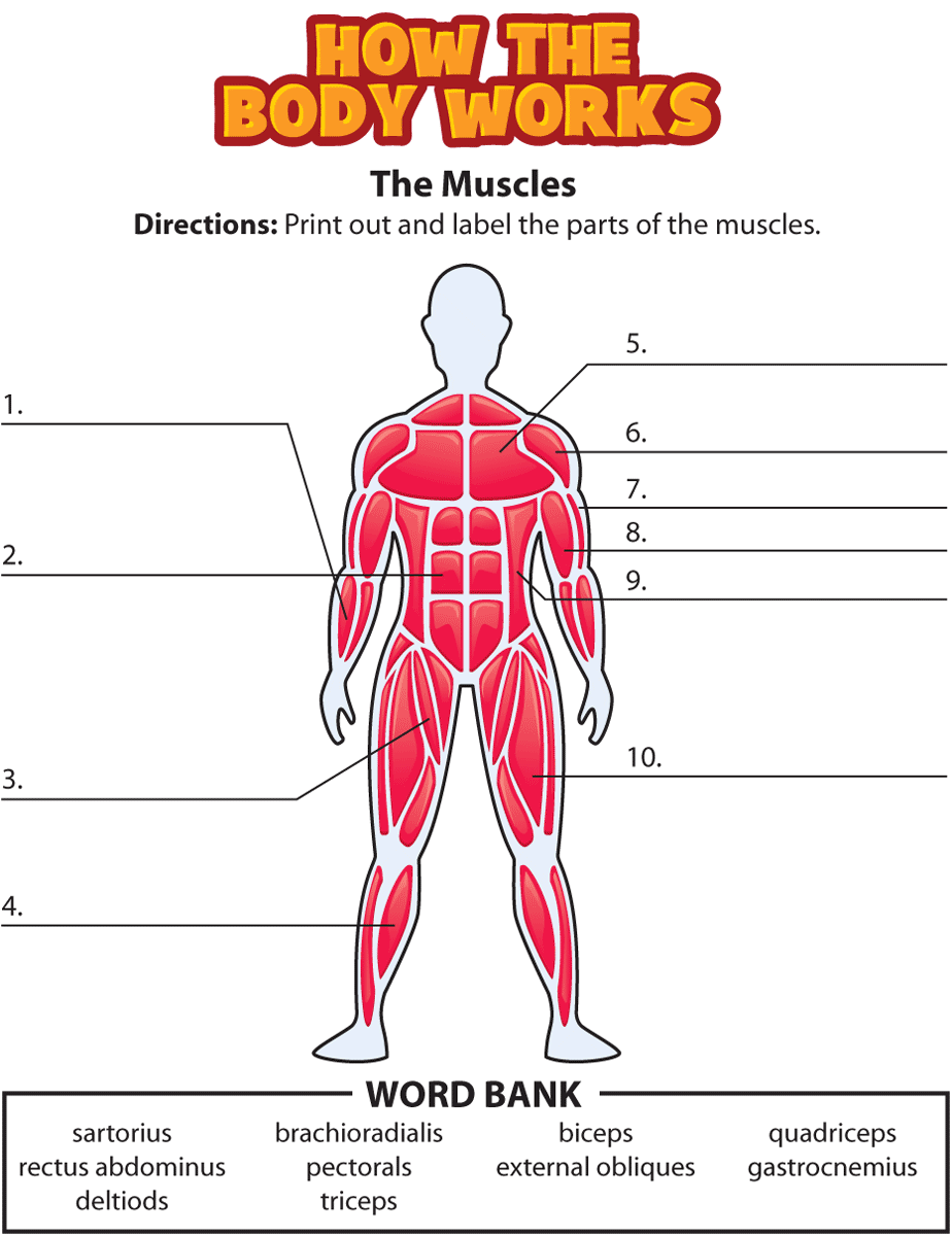 Worksheet Printable Blank Muscle Diagram