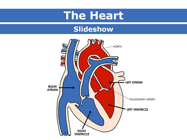 Body Basics: The Heart (Slideshow) (for Parents) - Nemours KidsHealth