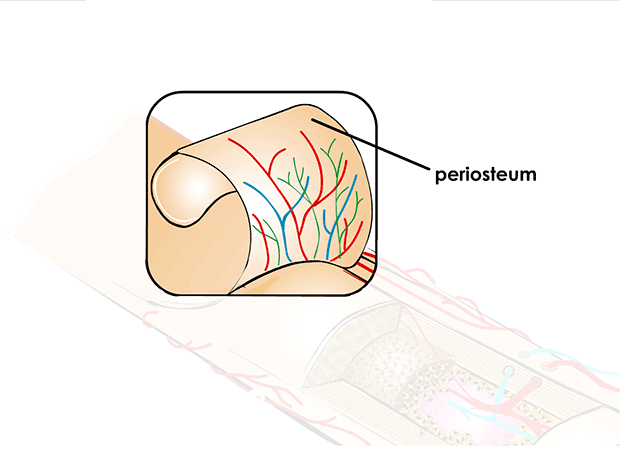 The periosteum is a thin, dense membrane on the surface of the bone contains nerves and blood vessels that help nourish bone tissue.