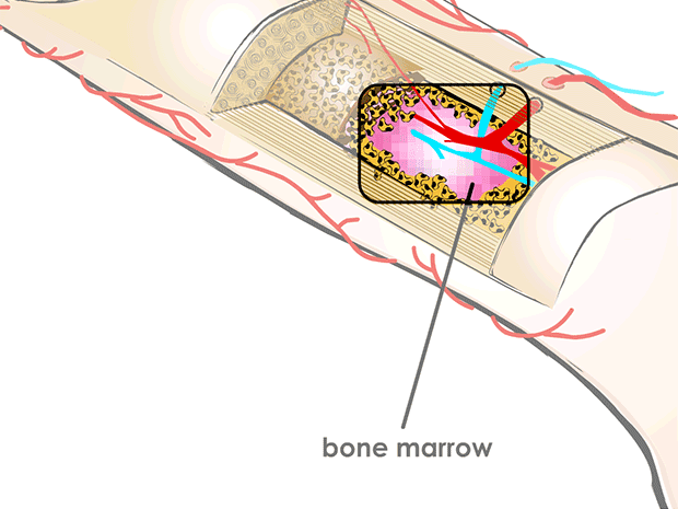 The soft bone marrow, which is found inside many bones, makes most of the body\'s red blood cells, white blood cells, and platelets.