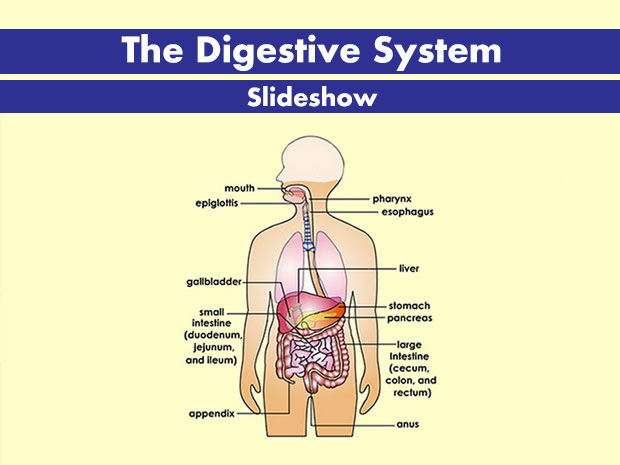 how does food travel through the gi tract