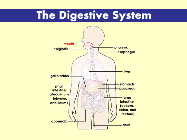 The mouth is where the digestive tract begins. Enzymes released into the mouth start the process of digestion.