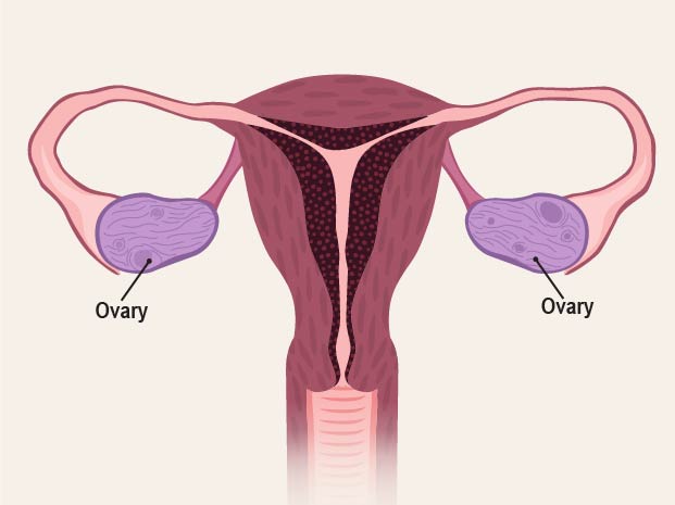 There are two ovaries, one on either side of the uterus. Ovaries make eggs and hormones like estrogen and progesterone. These hormones help girls develop, and make it possible for a woman to have a baby.The ovaries release an egg as part of a woman's cycle. When an egg is released, it's called ovulation. Each egg is tiny � about one_tenth the size of a poppy seed.