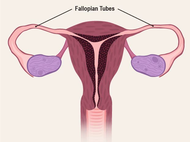 Female Reproductive Organ Anatomy: Overview, Gross Anatomy