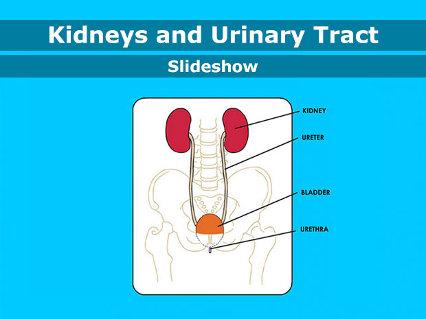 The kidneys do a lot, but their most important job is to take waste out of the blood and make urine (pee). The urinary tract takes this waste out of the body when a person pees.