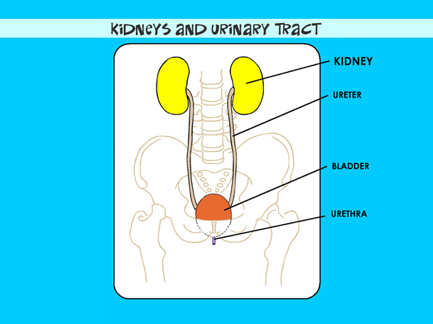 The bean-shaped kidneys filter waste products out of the bloodstream and dispose of them by creating urine. Urine is made of these waste products dissolved in water.