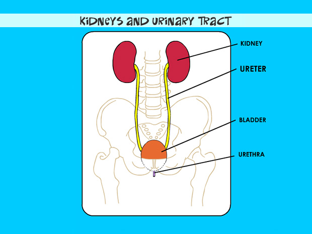 The ureter is a thin, tube-like structure carries urine from the kidney to the bladder. There are two ureters � one draining each kidney.