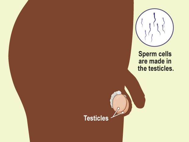 Male Reproductive System (for Teens) - Nemours KidsHealth