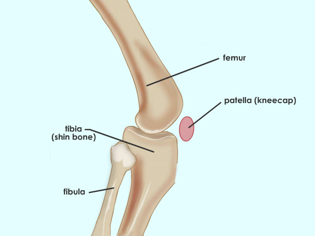 The thick, sturdy bones of the knees give these joints the strength needed to support the weight of the body. The rounded shape of the ends of the bones that meet at the knee allow the knee to bend smoothly.