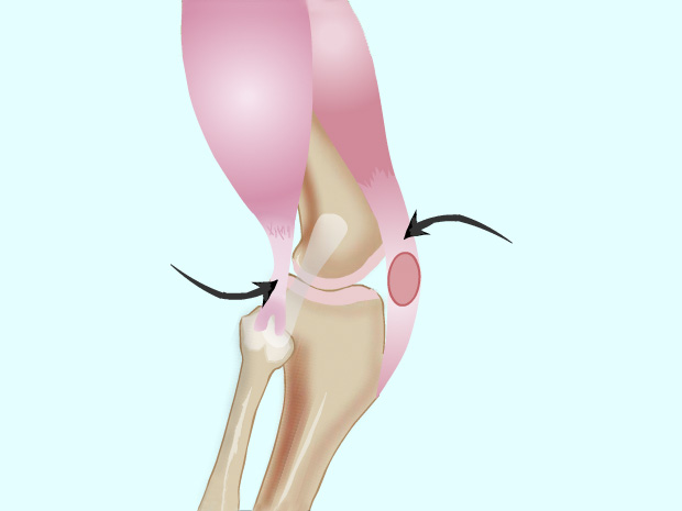 Tendons are bands of fibrous tissue that connect muscles to bones.