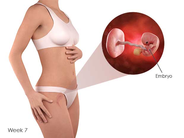Your cervix, the lower part of the uterus that connects your uterus to the vagina, forms a mucus plug. This helps prevent harmful bacteria from entering the uterus.