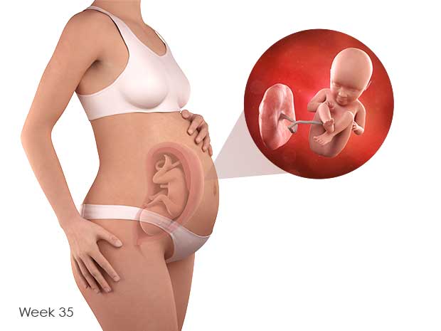 From here on out, your baby will be gaining weight steadily. Get ready for that "kissable" baby fat!