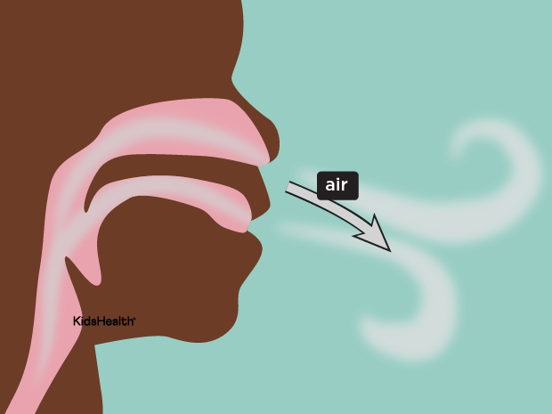 The Respiratory System - Slide 10