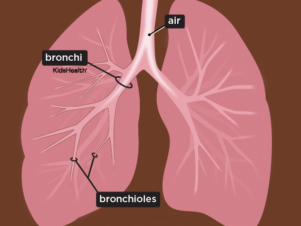 respiratorySystem_enSS