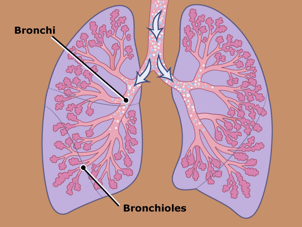 From the windpipe, air moves into the lungs through tubes called bronchi. The bronchi lead to smaller tubes called bronchioles, which look like the branches of a tree.