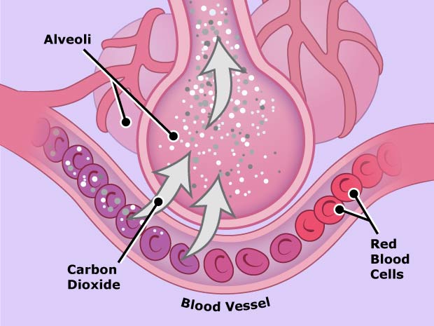 When you breathe out, the same thing happens – only in reverse. This is how the body gets rid of carbon dioxide.  The blood collects carbon dioxide from all over the body and carries it back to the air in the alveoli.