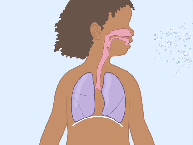 Breathe Easy: Demystifying Your Respiratory System - Ask The