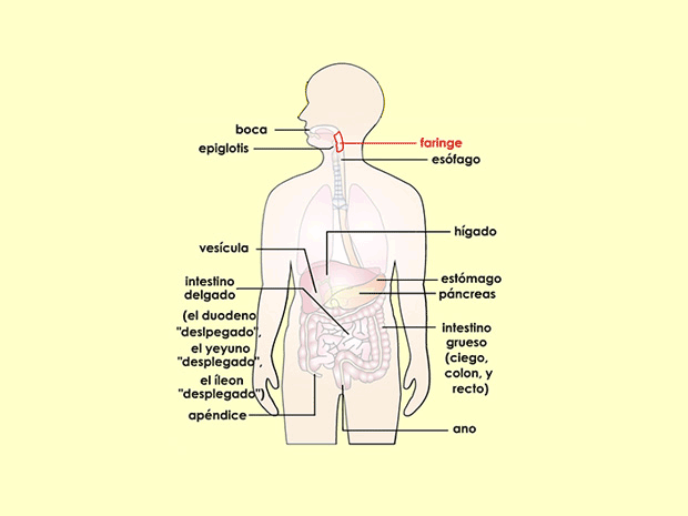 Puesto que tanto los alimentos como el aire pasan a través de ella, la faringe forma parte del aparato digestivo y del aparato respiratorio.