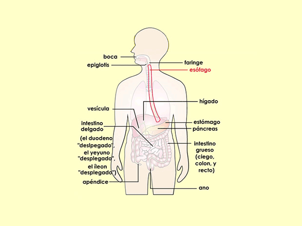 El esófago es un tubo muscular blando que mueve los alimentos desde la faringe hasta el estómago.
