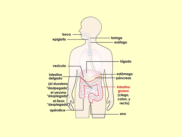El intestino grueso se divide en tres partes: el ciego, el colon y el recto.