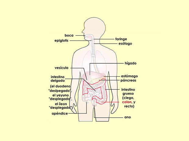 El colon es la parte más grande del intestino grueso y se divide en tres secciones: colon ascendente, colon transverso y colon descendente.
