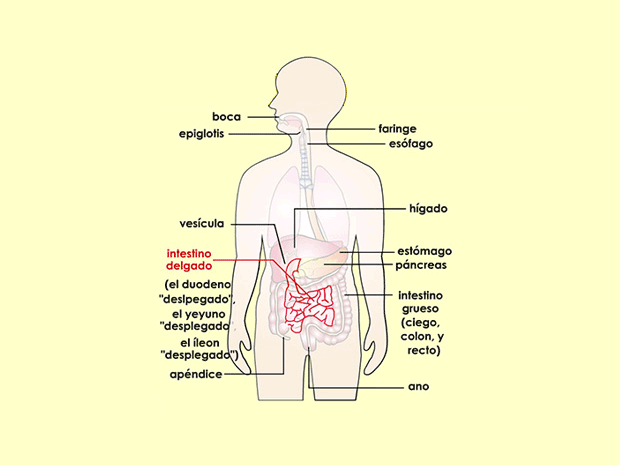 El intestino delgado recibe ese nombre por su diámetro. Es mucho más largo que el intestino grueso. El intestino delgado y el grueso forman un tubo ininterrumpido.