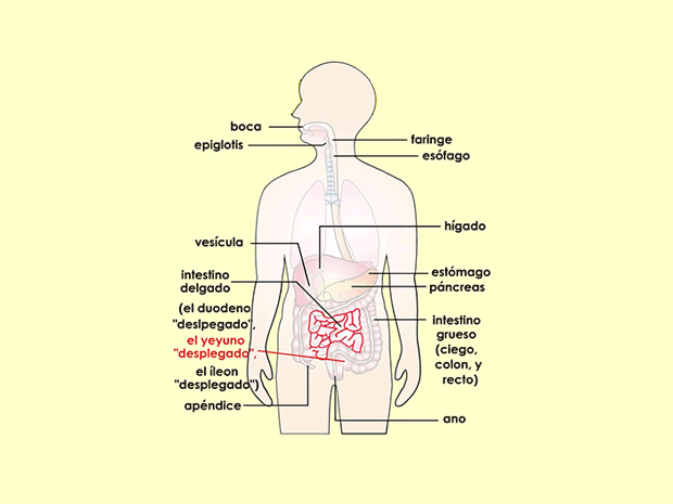 El yeyuno es la sección media del intestino delgado y mide aproximadamente entre 5 y 8 pies (1,5 a 2,5 metros) de largo.