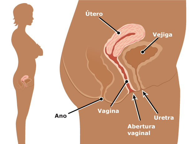 La abertura vaginal es un agujero entre las piernas de la mujer, ubicada debajo de la uretra y encima del ano. Aquí se puede ver cómo la vagina se conecta con el útero.