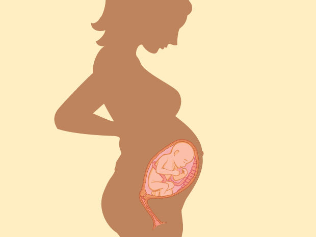 Se llama "aparato reproductor femenino" porque permite el desarrollo y el crecimiento de un bebé.