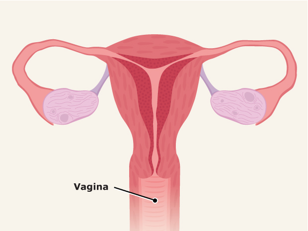 La vagina es un tubo que conecta el útero con el exterior del cuerpo. La entrada a la vagina está en el exterior del cuerpo. Se llama abertura vaginal.