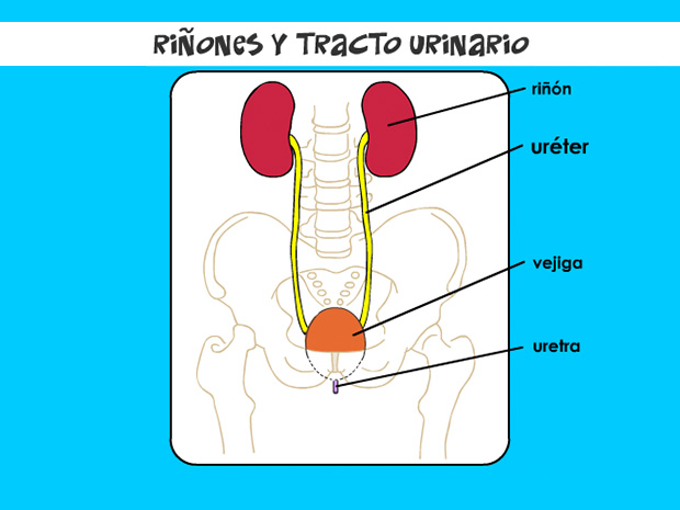 Esta estructura tubular delgada transporta la orina desde los riñones hasta la vejiga. Hay dos uréteres: uno para cada riñón.