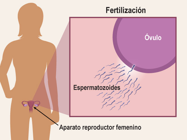 Cuando un espermatozoide y un óvulo se unen en el aparato reproductor femenino, el esperma fertiliza el óvulo y forma un cigoto. El cigoto se convierte en un embrión y luego en un feto.