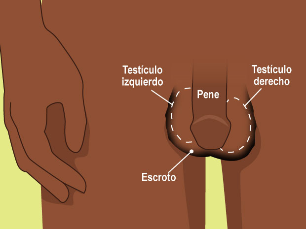 El pene consta de dos partes: el cuerpo (la parte principal) y el glande (la punta, a veces llamada cabeza). El escroto es la "bolsa" de piel que mantiene a los testículos a una temperatura correcta.