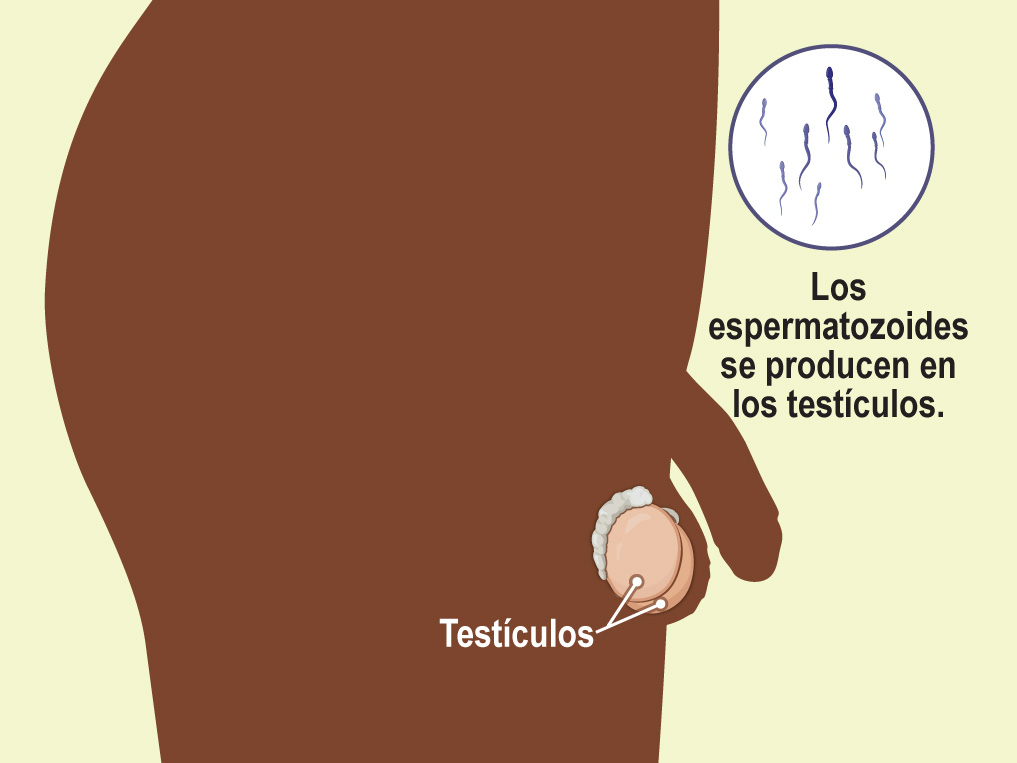 Los dos testículos producen espermatozoides y testosterona (la hormona sexual masculina).