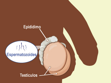 Junto a cada testículo, se encuentra el epidídimo; un conducto donde se almacenan los espermatozoides. Desde aquí, los espermatozoides se transportan al conducto deferente.