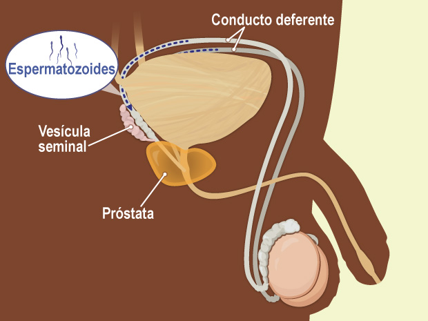 La próstata es una glándula del tamaño de una nuez que rodea una parte de la uretra y produce parte del líquido del semen.