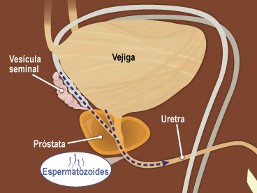 Ubicadas en la base de la vejiga, las dos vesículas seminales secretan un líquido espeso que nutre a los espermatozoides. La vejiga es una bolsa muscular que almacena la orina (pis) antes de eliminarla a través de la uretra.