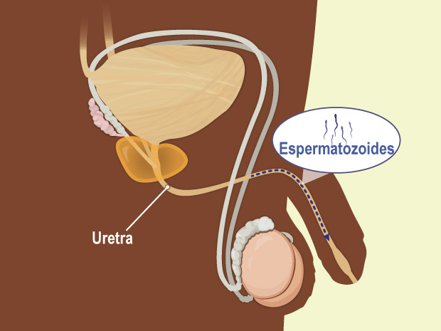 La uretra es el conducto que permite el paso del semen y de la orina hacia el exterior del cuerpo.