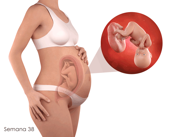 Lo más probable es que el bebé ya haya bajado hasta su pelvis. Esto se llama "encajamiento fetal". Esto ejerce presión sobre la vejiga y la hará ir al baño con más frecuencia.
