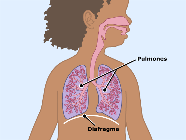 Los pulmones y el sistema respiratorio (para Adolescentes) - Children's  Health System - Alabama
