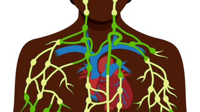 Cómo funciona el sistema linfático
