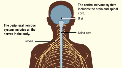 Diagram shows the peripheral nervous system includes all the nerves in the body, and the central nervous system includes the brain and spinal cord.