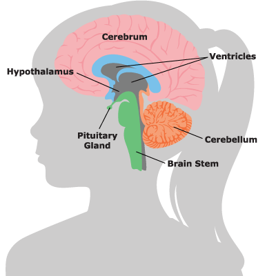 brain_illustration